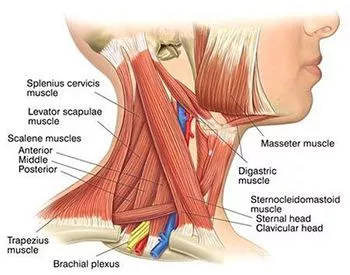 Stiff neck and back effective treatment