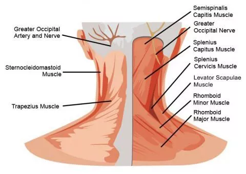 How Soft Tissue Injuries Cause Neck Strain