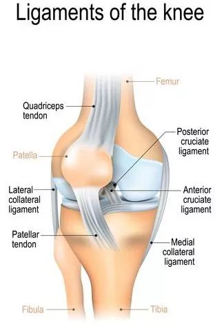 Knee shop muscle strain