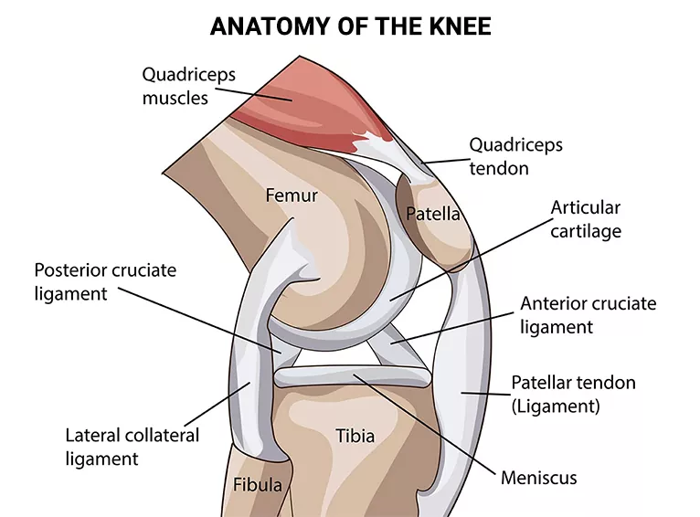 Inner Knee Pain Why Does The Inside Of My Knee Hurt NJ S Top   Anatomy Of The Knee 