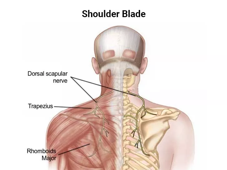 Shoulder Blade Pain: Your Guide to Pain Relief - NJ's Top