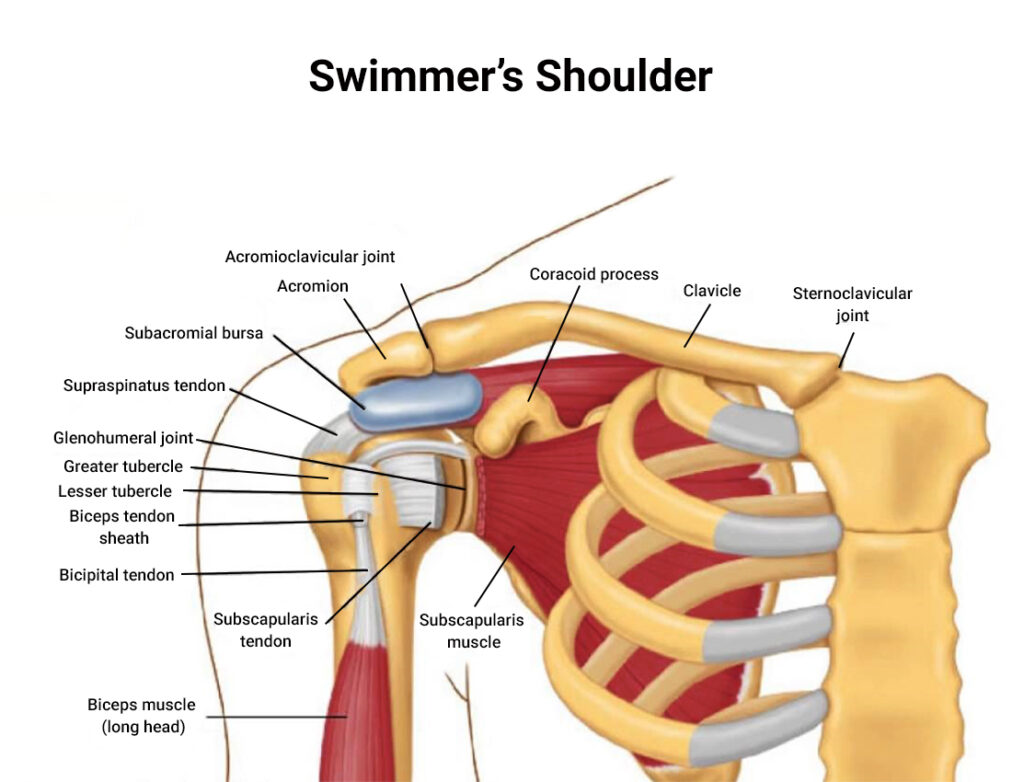 Swimmer’s Shoulder Signs, Symptoms, Stretches, and Treatment NJ